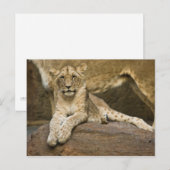 Carte Postale Lion (Devant / Derrière)