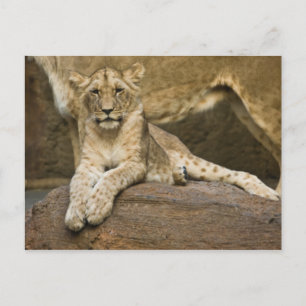 Carte Postale Lion