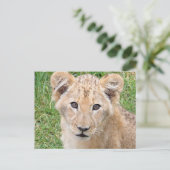 Carte Postale Lion (Debout devant)