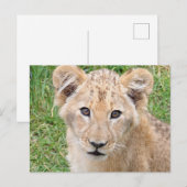 Carte Postale Lion (Devant / Derrière)