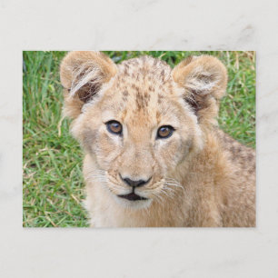 Carte Postale Lion