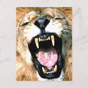 Carte Postale lion