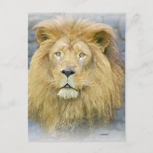 Carte Postale lion