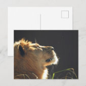 Carte Postale Lion (Devant / Derrière)