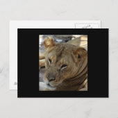 Carte postale Lion (Devant / Derrière)