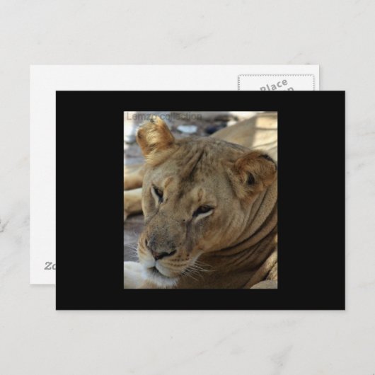 Carte postale Lion (Devant / Derrière)