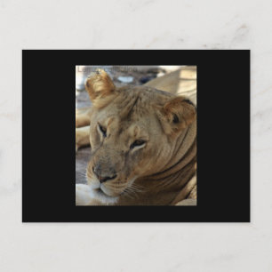 Carte postale Lion