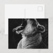 Carte Postale lion (Devant / Derrière)