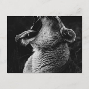 Carte Postale lion