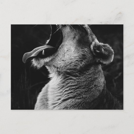 Carte Postale lion (Devant)