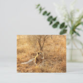 Carte Postale Lion (Debout devant)