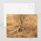 Carte Postale Lion (Devant / Derrière)