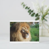 Carte Postale Lion (Debout devant)