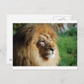 Carte Postale Lion (Devant / Derrière)
