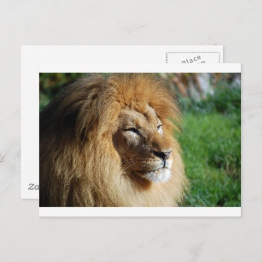 Carte Postale Lion (Devant / Derrière)