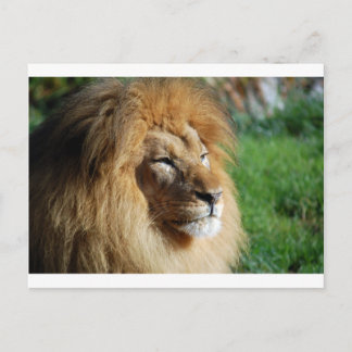 Carte Postale Lion