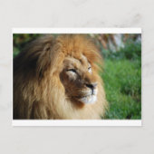 Carte Postale Lion (Devant)