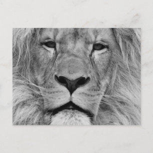 Carte Postale Lion