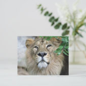 Carte Postale Lion 002 (Debout devant)