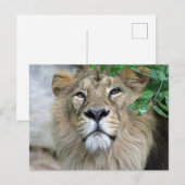 Carte Postale Lion 002 (Devant / Derrière)