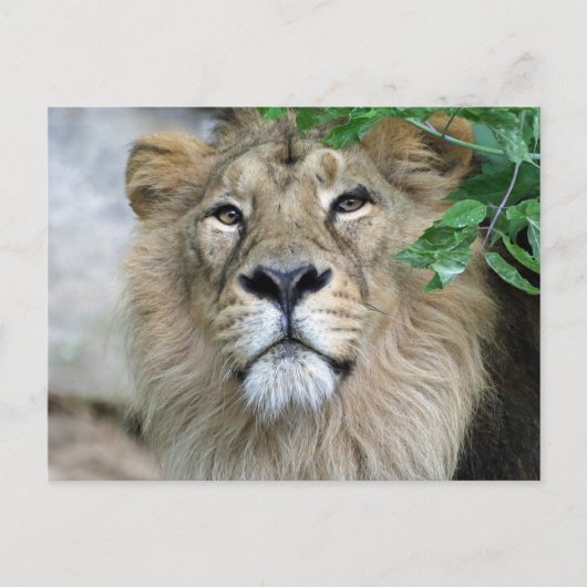 Carte Postale Lion 002 (Devant)