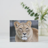 Carte Postale Lion 004 (Debout devant)