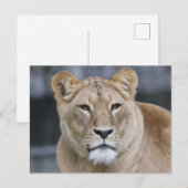 Carte Postale Lion 004 (Devant / Derrière)