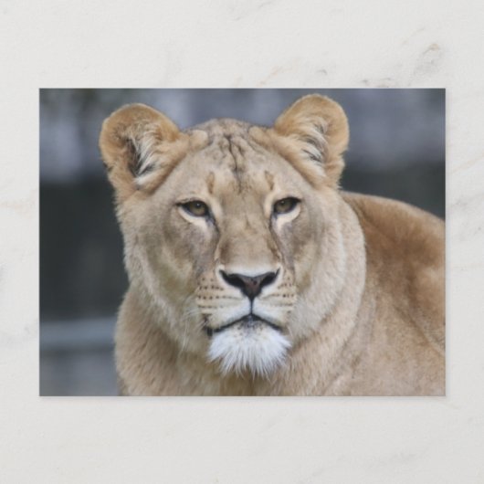Carte Postale Lion 004 (Devant)