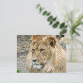 Carte Postale Lion 011 (Debout devant)