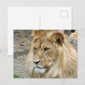 Carte Postale Lion 011 (Devant / Derrière)