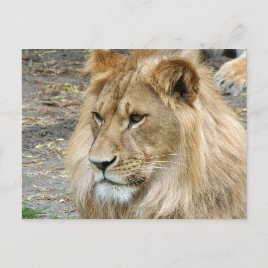 Carte Postale Lion 011 (Devant)
