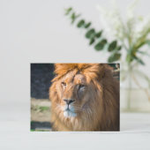 Carte Postale Lion 013 (Debout devant)