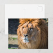 Carte Postale Lion 013 (Devant / Derrière)