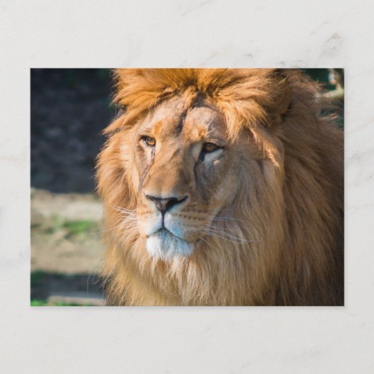 Carte Postale Lion 013 (Devant)