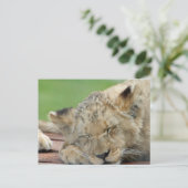 Carte Postale Lion 014 (Debout devant)