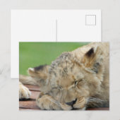 Carte Postale Lion 014 (Devant / Derrière)