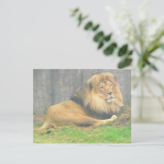 Carte postale Lion #1 (Debout devant)