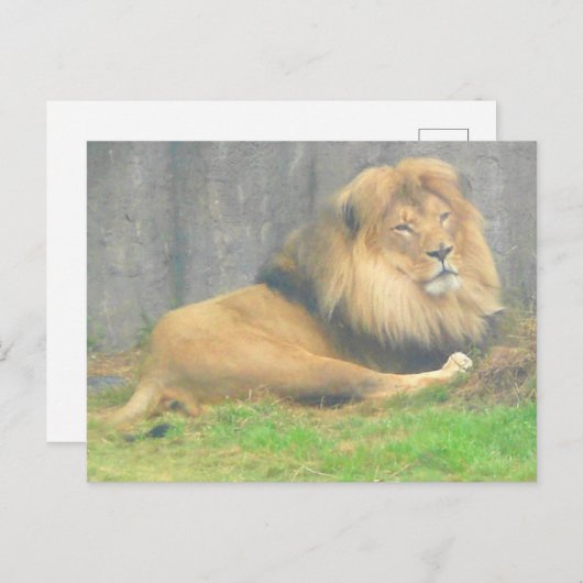 Carte postale Lion #1 (Devant / Derrière)