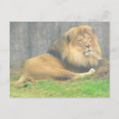 Carte postale Lion #1 (Devant)