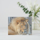 Carte postale Lion #2 (Debout devant)