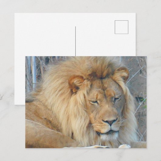 Carte postale Lion #2 (Devant / Derrière)