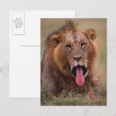 Carte Postale Lion 2 (Devant / Derrière)