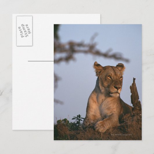 Carte Postale Lion 4 (Devant / Derrière)