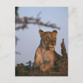Carte Postale Lion 4 (Devant)