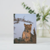 Carte Postale Lion 4 (Debout devant)