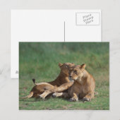 Carte Postale Lion 5 (Devant / Derrière)