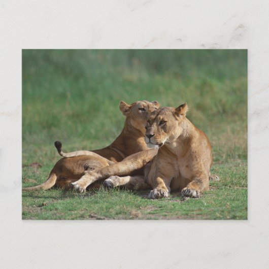 Carte Postale Lion 5 (Devant)