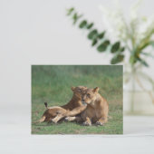 Carte Postale Lion 5 (Debout devant)