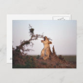 Carte Postale Lion 7 (Devant / Derrière)