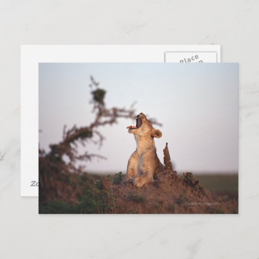 Carte Postale Lion 7 (Devant / Derrière)